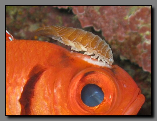 soldierfish isopod